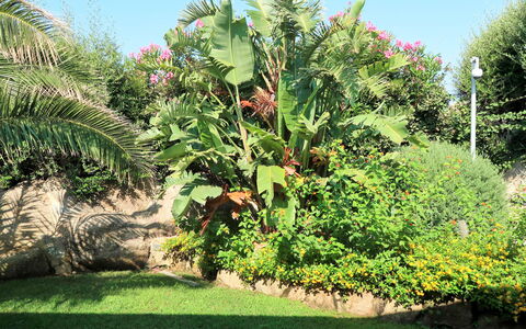 La Dolce Vita: Pianta, Vegetazione, Albero, Banana Family, Fiore, Giardino, Botanica, Erba, Foglia, Giardino Botanico