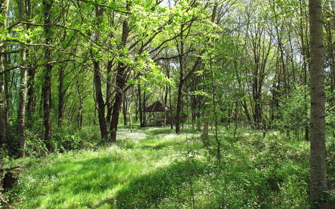 Alexandre: Pianta, Albero, Legna, Paesaggio Naturale, Impianto Terrestre, Tronco, Biome, Shade, Groundcover, Deciduo