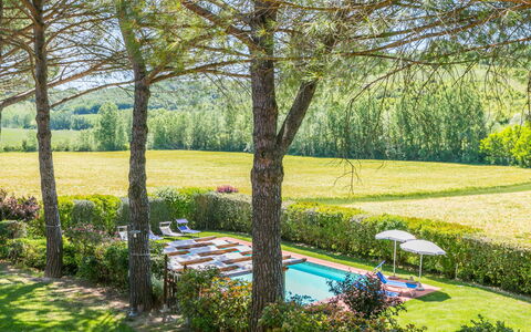 Castelfiorentino 649: Pianta, Proprietà, Comunita 'Impianto, Fiore, Verde, Paesaggio Naturale, Albero, Vegetazione, Lotto, Erba