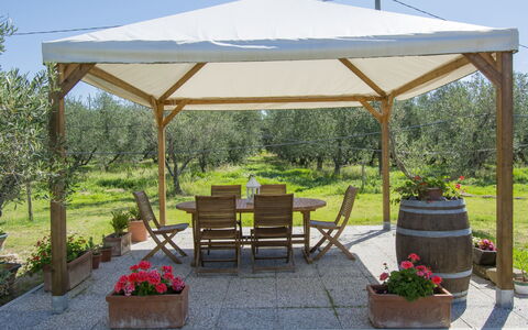 Cecina 613: Pianta, Cielo, Comunita 'Impianto, Vaso Di Fiori, Fiore, Pianta Della Casa, Shade, Mobili Da Esterno, Albero, Tavolo Esterno