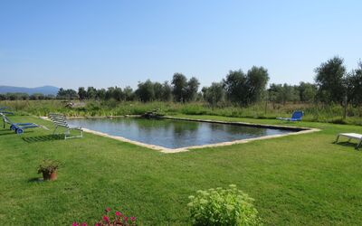 Roccastrada 623: Pianta, Paesaggio Naturale, Giardino, Lotto, Arbusto, Cortile, Piscina, Parco, Prato, Landscaping