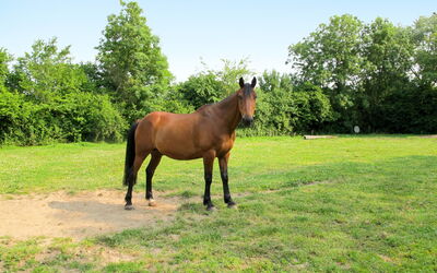 La Bedelle