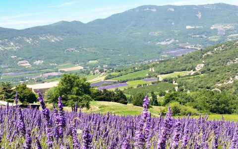 Le Cèdre: Cielo, Fiore, Montagna, Pianta, Ecoregione, Nube, Verde, Paesaggio Naturale, Agricoltura, Lavanda