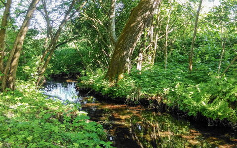 Zatylówka Dom Na Wyspie: Paesaggio Naturale, Riserva Naturale, Vegetazione, Ambiente Naturale, Albero, Natura, Riparia, Bosco Ripariale, Foresta, Alveo