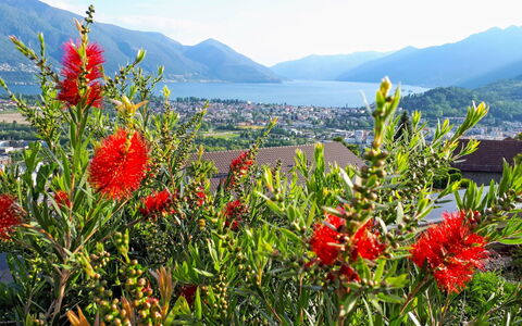 Vista Panorama: Fiore, Pianta Fiorita, Pianta, Vegetazione, Wildflower, Botanica, Comunita 'Impianto, Paesaggio