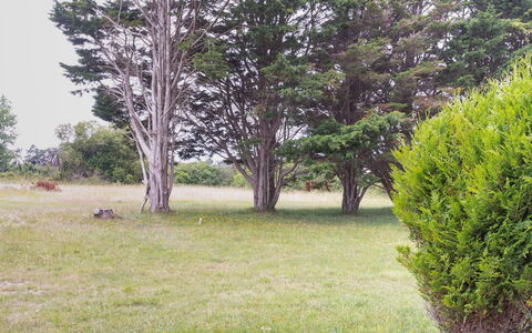 Les Mielles: Pianta, Comunita 'Impianto, Albero, Paesaggio Naturale, Lotto, Cielo, Erba, Sempreverde, Tronco, Groundcover
