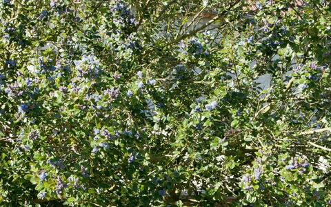 La Batterie: Pianta, Fiore, Ramoscello, Albero, Groundcover, Arbusto, Pianta Fiorita, Subshrub, Erba, Erba