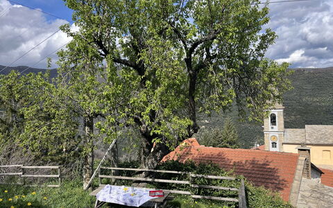 Valloria 602: Albero, Foglia, Ramo, Vegetazione, Primavera, Tronco, Villaggio