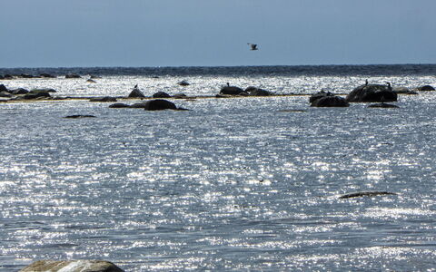 Åptafjorden: Acqua, Mare, Oceano, Wind Wave, Onda, Fauna Selvatica, Spiaggia