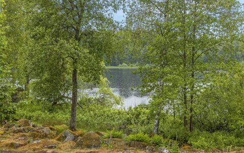 Forneboda: Pianta, Acqua, Paesaggio Naturale, Ambiente Naturale, Albero, Ramo, Tronco, Alveo, Lago, Banca