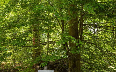 Erikstorp 142: Pianta, Paesaggio Naturale, Tronco, Impianto Terrestre, Albero, Legna, Erba, Woody Impianto, Deciduo, Groundcover