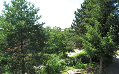 Jitka: Albero, White Pine, Vegetazione, Sempreverde, Woody Impianto, Pianta, Pinus Contorta, Biome, Red Ginepro, American Larice