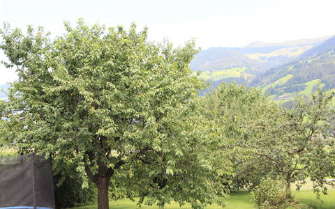Fügen 336: Albero, Woody Impianto, Pianta, Foglia, Primavera, Fiore, Hill Station, Arbusto, Collina
