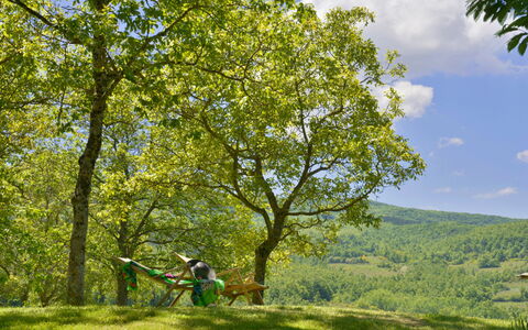 Casa Di Lilli: Foglia, Albero, Ramo, Verde, Ambiente Naturale, Natura, Vegetazione, Pascolo, Ricreazione, Tronco