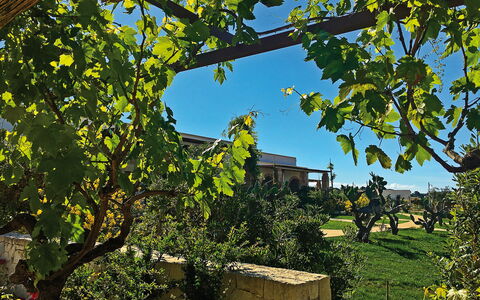 Tenuta Vigna Corallo: Albero, Foglia, Pianta, Woody Impianto, Ramo, Casa, Architettura, Aereo, Vitis, Costruzione