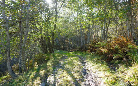 Rustico Andrea: Albero, Paesaggio Naturale, Foresta, Ambiente Naturale, Natura, Vegetazione, Riserva Naturale, Woodland, Luce Del Sole, Biome