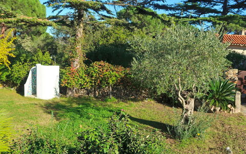 Omer: Albero, Vegetazione, Proprietà, Casa, Botanica, Pianta, Erba, Giardino, Woody Impianto, Arbusto