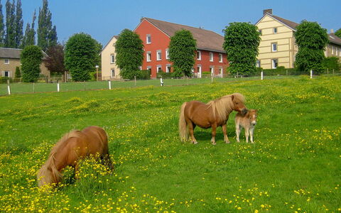 Bungalowpark Landsrade: Cielo, Pianta, Cavallo, Finestra, Verde, Fiore, Albero, Paesaggio Naturale, Costruzione