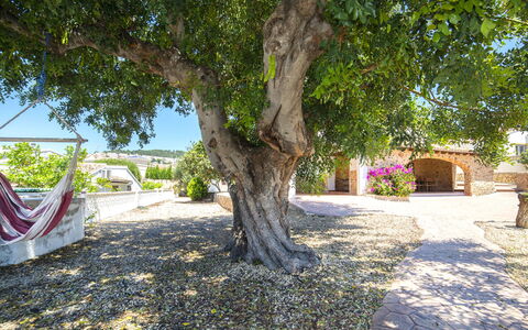 Melchora: Pianta, Ramo, Costruzione, Manto Stradale, Shade, Casa, Albero, Vegetazione, Erba, Arecales