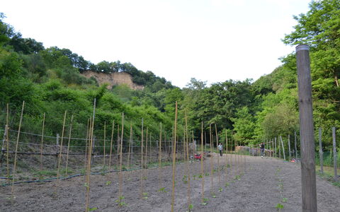 Agriturismo Il Giaggiolo without Pool: Vegetazione, Albero, Lotto, Hill Station, Comunita 'Impianto, Pianta, Erba, Strada Transitabile, Recinzione, Paesaggio