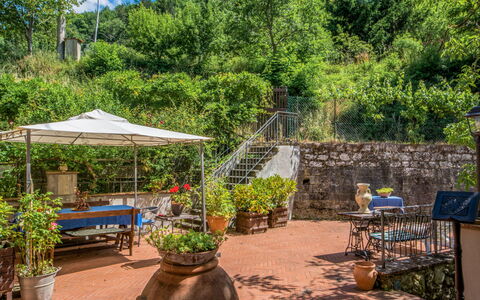 Il Mulinaccio: Proprietà, Albero, Giardino, Botanica, Backyard, Immobiliare, Pianta, Casa, Paesaggio, Cortile