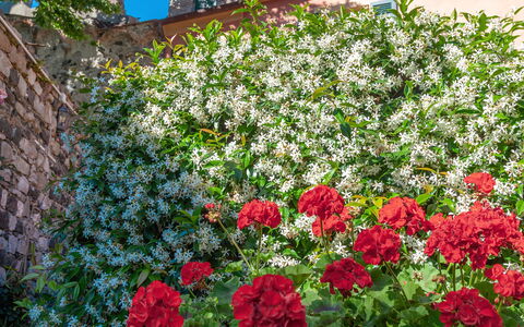 Portovecchio Apartments - Levanto: Fiore, Rosso, Petalo, Arbusto, Rosa, Pianta Fiorita, Primavera, Giardino, Rose Di Famiglia