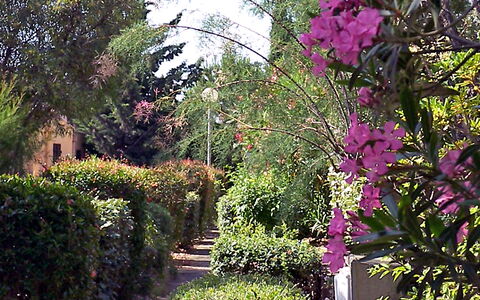 Gruissan 310: Pianta, Fiore, Botanica, Petalo, Albero, Impianto Terrestre, Woody Impianto, Paesaggio Naturale, Arbusto, Groundcover