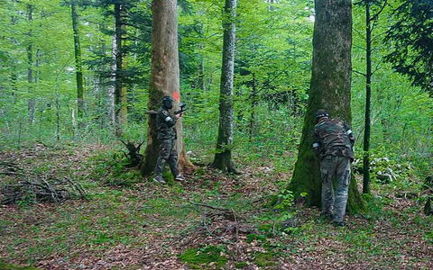Legendao: Pianta, Verde, Albero, Legna, Paesaggio Naturale, Impianto Terrestre, Tronco, Biome, Erba, Groundcover