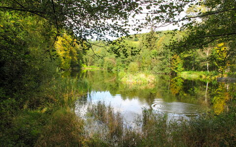 Kralovice: Paesaggio Naturale, Natura, Albero, Acqua, Riflessione, Ambiente Naturale, Riserva Naturale, Verde, Vegetazione, Banca