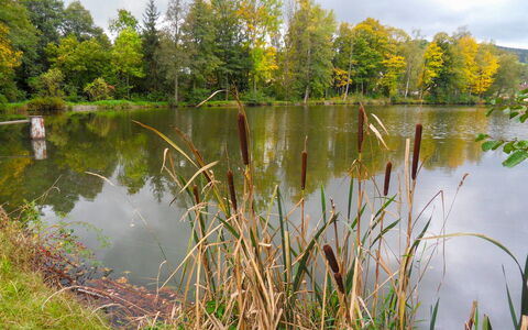 Újezd Svatého Kříže: Corpo D'Acqua, Paesaggio Naturale, Natura, Riflessione, Acqua, Stagno, Banca, Ambiente Naturale, Stagno Dei Pesci, Vegetazione