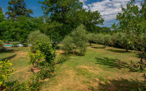Elena: Albero, Ambiente Naturale, Natura, Foglia, Vegetazione, Arbusto, Comunita 'Impianto, Pascolo, Plain, Lotto