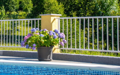 Saulja: Fiore, Pianta, Acqua, Proprietà, Finestra, Verde, Vaso Di Fiori, Botanica, Recinzione, Rettangolo