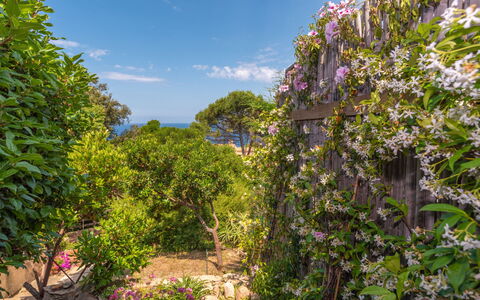 Ginepro: Cielo, Nube, Pianta, Fiore, Botanica, Paesaggio Naturale, Woody Impianto, Pianta Fiorita, Albero, Arbusto