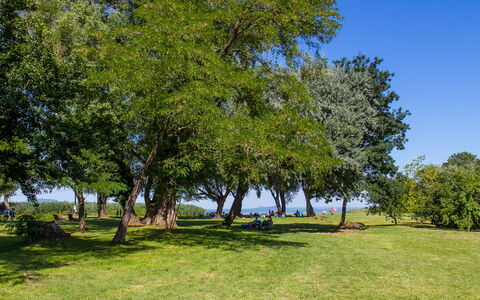 Francois: Pianta, Cielo, Paesaggio Naturale, Albero, Erba, Banca, Pascolo, Shade, Paesaggio, Tronco