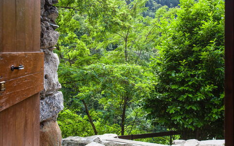 Al Fopp: Verde, Botanica, Albero, Legna, Paesaggio Naturale, Vegetazione, Luce Del Sole, Tronco, Shade, Pianta