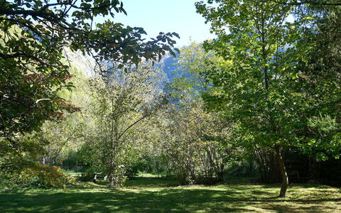 Chalet al Portic: Ramo, Verde, Foglia, Albero, Ambiente Naturale, Natura, Vegetazione, Arbusto, Comunita 'Impianto, Giardino