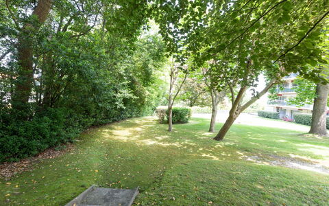 Arverna: Pianta, Albero, Paesaggio Naturale, Shade, Manto Stradale, Lotto, Erba, Groundcover, Tronco, Paesaggio