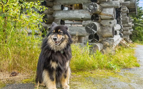 Vilkkuna 20 a: Legna, Villetta, Log Cabin, Foresta, Capannone, Edifici Giardino, Larice, Woodland, Color Legno