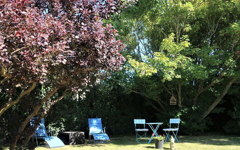 Les Hortensias: Pianta, Foglia, Botanica, Albero, Ramo, Fiore, Shade, Paesaggio Naturale, Ramoscello, Biome