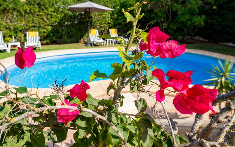 Villa Ciclamen: Fiore, Pianta, Acqua, Botanica, Petalo, Piscina, Rosa, Costruzione, Tempo Libero, Albero