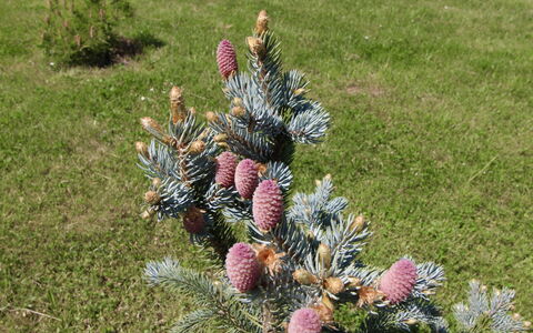 Holiday Hill 64: Pianta, Botanica, Materiali Naturali, Erba, Sempreverde, Groundcover, Impianto Terrestre, Albero