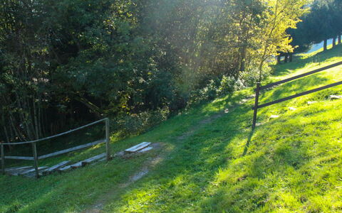 Chalet 969: Pianta, Comunita 'Impianto, Verde, Paesaggio Naturale, Ambiente Naturale, Albero, Shade, Botanica, Lotto, Vegetazione