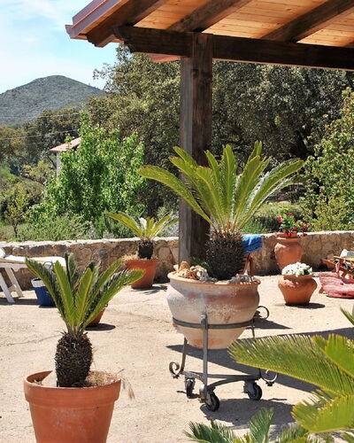 Cycas