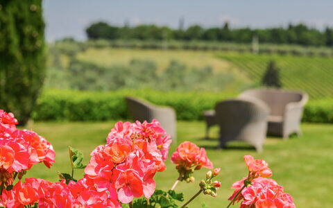 Sole Del Chianti: Fiore, Pianta, Petalo, Natura, Verde, Ambiente Naturale, Vegetazione, Paesaggio Naturale, Albero, Erba