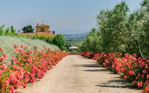 Sole Del Chianti: Fiore, Pianta, Cielo, Botanica, Petalo, Paesaggio Naturale, Albero, Erba, Arbusto, Woody Impianto