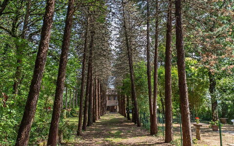 Villa Pania: Pianta, Paesaggio Naturale, Albero, Legna, Ramo, Impianto Terrestre, Tronco, Deciduo, Erba, Woody Impianto