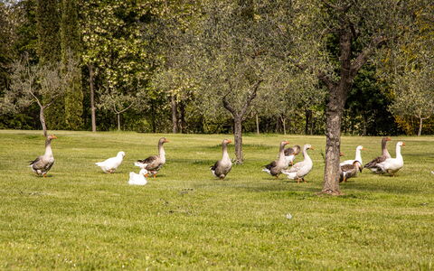 Podere La Torre: Pianta, Ecoregione, Albero, Paesaggio Naturale, Woody Impianto
