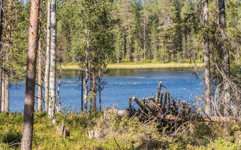 Kitkanvee 2: Ambiente Naturale, Albero, Natura, Paesaggio Naturale, Natura Selvaggia, Foresta, Banca, Nord Foresta Di Latifoglie, Lago