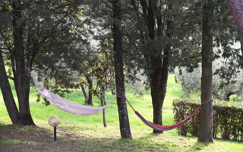 Villa Tresanti: Pianta, Albero, Ambiente Naturale, Ramo, Legna, Paesaggio Naturale, Tronco, Shade, Biome