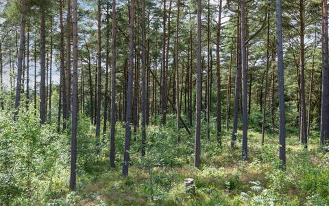 Anarosa - 200M from the Sea: Foglia, Albero, Ambiente Naturale, Legna, Foresta, Boschetto, Nord Foresta Di Latifoglie, Comunita 'Impianto, Woodland